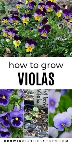 how to grow violas in the garden