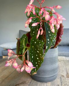 a potted plant with pink flowers and green leaves