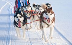 two dogs pulling a sled with people on it through the snow in front of them