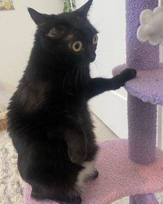 a black cat sitting on top of a purple scratching post with its paw in the air