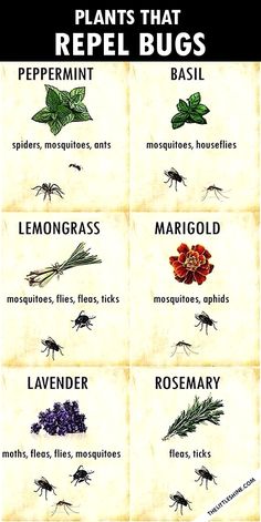 the different types of plants that repel bugs are shown in this poster, which shows them