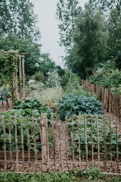 a garden filled with lots of green plants next to a wooden fence on top of a field