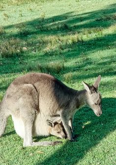 wild kangaroo and joey in her pouch at caves beach, Jervis Bay australia Hyams Beach, East Coast Australia, Lone Pine Koala Sanctuary, Places In Australia, Jervis Bay, Aesthetic Landscape, Guinness Book Of World Records, Beach Honeymoon, Secluded Beach