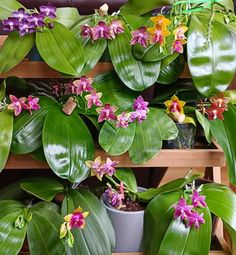 several large green plants with purple and yellow flowers growing on top of each planter