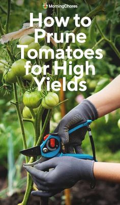 How To Prune Tomatoes, Pruning Tomatoes, Pruning Tomato Plants, Transplanting Plants, Potato Casseroles, Tomato Pruning, Vegetables In Pots, Tomato Gardening