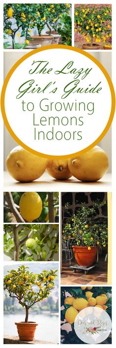 the ultimate guide to growing lemons indoors