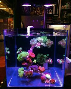 an aquarium filled with lots of different types of corals and other marine life in it