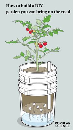 a potted plant with tomatoes growing out of it and the words how to build a diy garden you can bring on the road