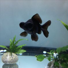 a black fish is swimming in an aquarium