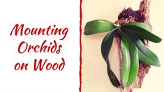 an image of a plant with the words mounting orchids on wood