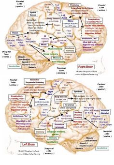 the human brain is divided into two sections and labeled in several different languages, including one with