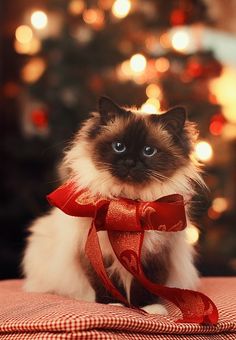 a siamese cat wearing a red bow around it's neck, with the words happy new year to all my friends