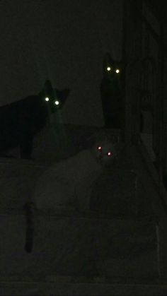 two cats sitting in the dark with glowing eyes and one cat staring at something behind them