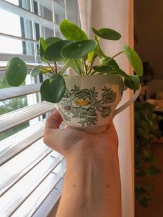 a hand holding a potted plant in front of a window