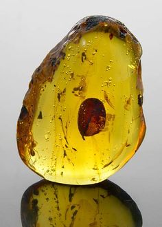 Amber with botanical specimen. Botanical Specimen, Amber Fossils, Beautiful Rocks, Natural Amber, Amber Stone, Rocks And Gems, Amber Jewelry, Gems And Minerals, Crystal Gems