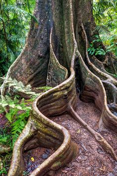 large tree with twisted roots in the middle of a forest floor covered in leaves and plants