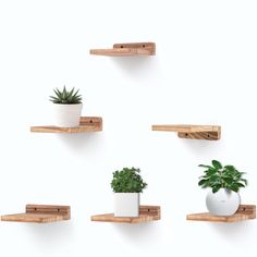 four wooden shelves with plants on them and one potted plant in the middle,