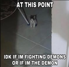 >;D My Demons, Cats Pictures, Silly Cats Pictures, Reaction Images, Reaction Memes, Funny Cute Cats, Silly Cats, Random Memes, Really Funny Pictures