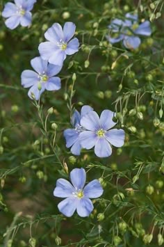 some blue flowers are growing in the grass