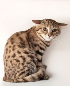 a cat is sitting on the floor and looking at the camera with one eye open