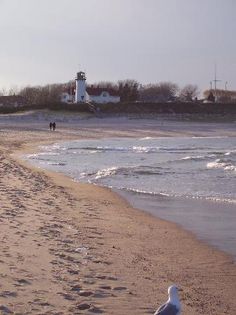 a seagull is standing on the beach next to the water and people in the distance