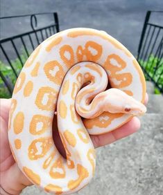 a hand holding an orange and white snake