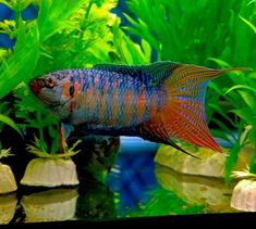 a red and blue fish in an aquarium with green plants on the sides, looking to its left