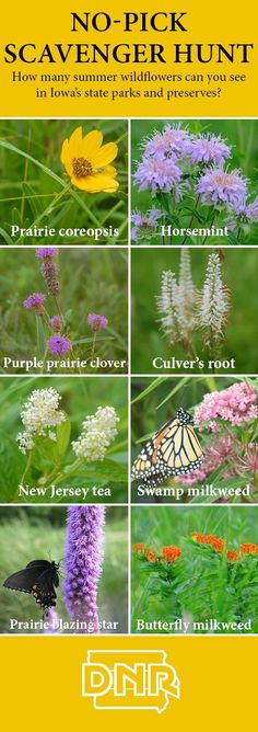 a poster with different types of flowers and butterflies in the wildflowers that are native