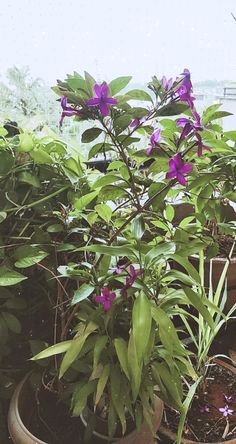 several potted plants with purple flowers in them