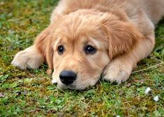 a puppy is laying on the grass with its head resting on it's paws