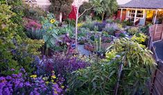 the garden is full of flowers and plants