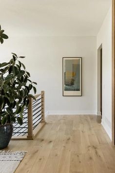 a plant in a pot sitting on the floor next to a wooden stair case and white walls