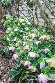 the flowers are blooming in the garden by the house