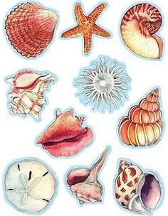 various sea shells and starfish stickers on a white background