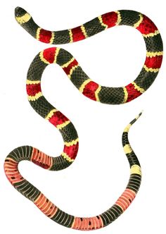 a snake with red, yellow and black stripes on it's body