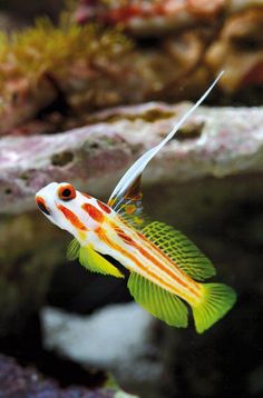 an orange and white fish swimming in the water