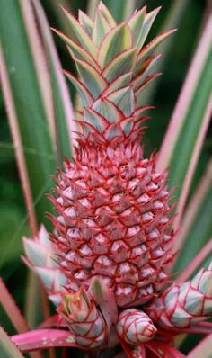 a pineapple plant with red and green leaves