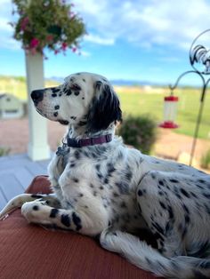 a dalmatian dog sitting on top of a wooden table next to a field