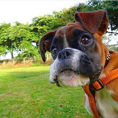 a brown and white dog standing on top of a lush green field