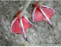 two red and white dragon wings laying on the ground next to each other in sand