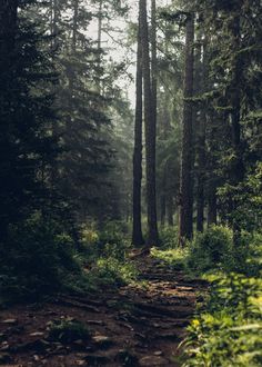 a dirt path in the middle of a forest