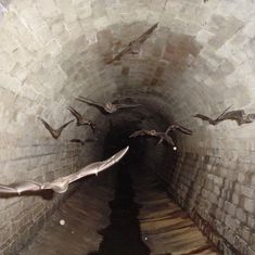 there are many bats flying in the tunnel