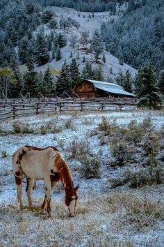 a horse grazes on grass in front of a mountain with a barn and pine trees