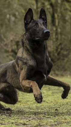 a dog is jumping in the air to catch a frisbee with it's paws