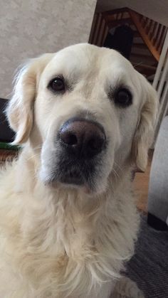 a white dog is sitting on the floor looking at the camera while wearing a collar