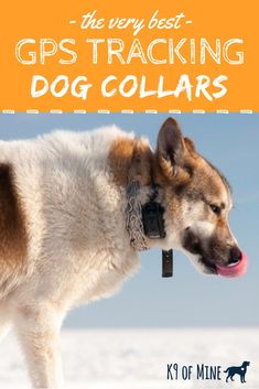 the very best gps tracking dog collars - k9 of mine is out now