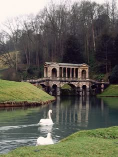 two swans swimming in the water near a bridge