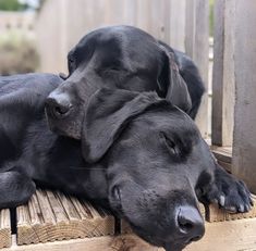 two large black dogs laying on top of a wooden bench next to eachother