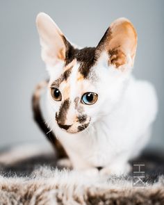 a cat sitting on top of a furry rug looking at the camera with blue eyes