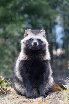 a raccoon sitting on the ground in front of some bushes and trees, looking at the camera